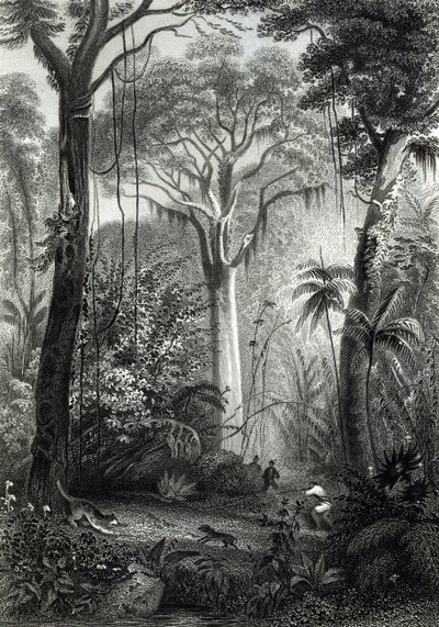 Scen i en brasiliansk skog graverad av J.Bishop av Henry George Hine