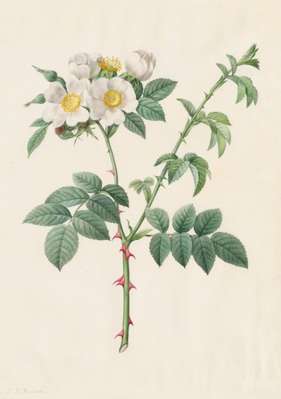 Brier Bush Rose eller Dog Rose (Rosa Leucantha) av Henry Joseph Redouté
