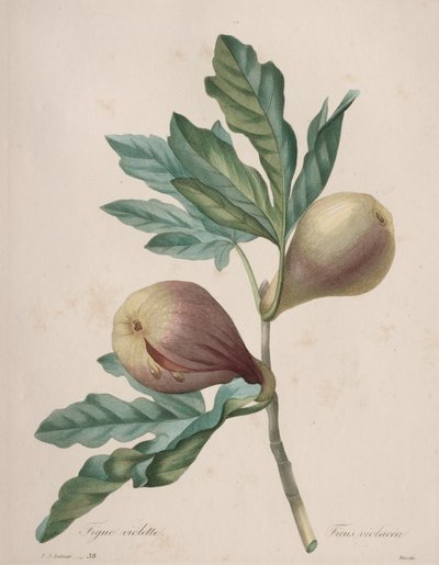 Val av de vackraste blommorna...vackraste frukterna: Violet Fig av Henry Joseph Redouté