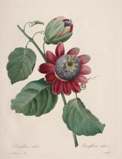 Val av de vackraste blommorna...vackraste frukterna: Passiflore ailee av Henry Joseph Redouté