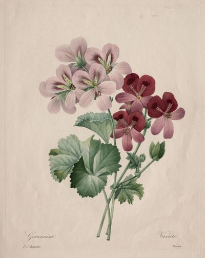 Geranium av Henry Joseph Redouté