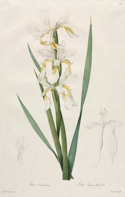 Guldbandig Iris av Henry Joseph Redouté