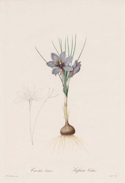 Liliaceae: Crocus Sativus av Henry Joseph Redouté