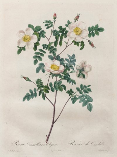 Les Roses: Rosa Candolleana Elegans av Henry Joseph Redouté
