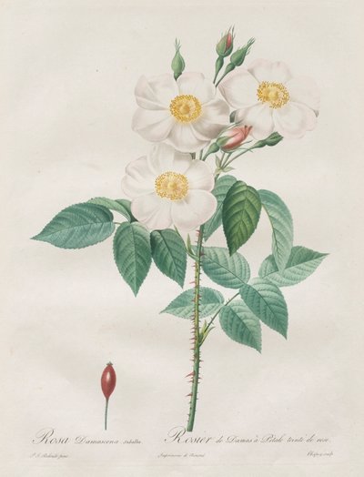 Rosorna: Rosa Damascena, subalba av Henry Joseph Redouté