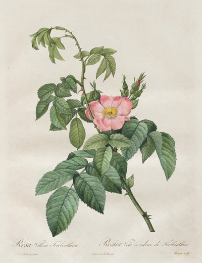 Les Roses: Rose Villosa Terpentine av Henry Joseph Redouté