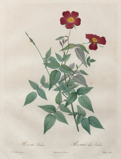 Rosorna: Rosa indica av Henry Joseph Redouté