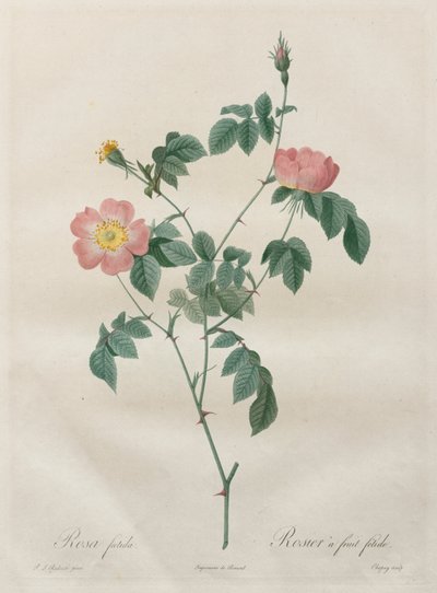 Rosorna: Rosa indica av Henry Joseph Redouté