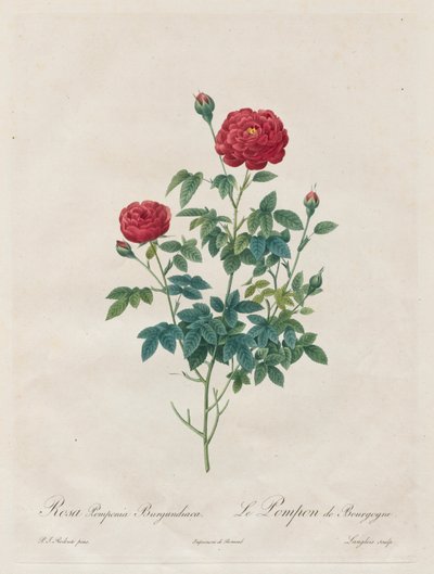 Pompom rosa av Henry Joseph Redouté