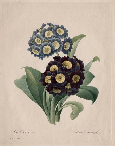 Primula auricula av Henry Joseph Redouté