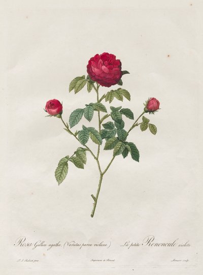 Provence eller French Rose av Henry Joseph Redouté