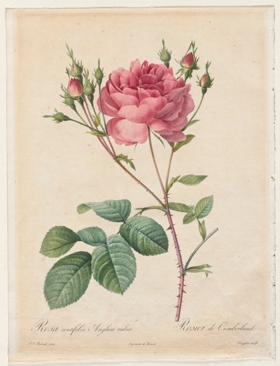 Rosa Centifolia Anglica Rubra av Henry Joseph Redouté