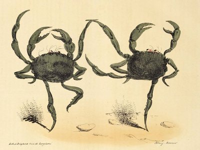 Fantastisk dans från La Caricature, pub. 1831 litografi, 1831. av Henry Monnier