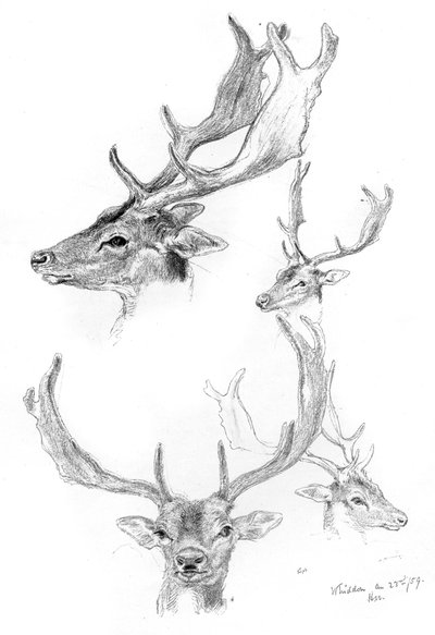 Stags heads, 1898. av Henry Moore