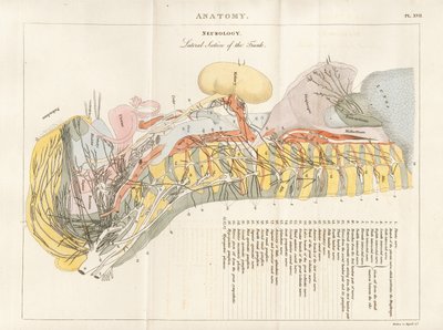 Lateral del av stammen - Neurologi av Henry Mutlow