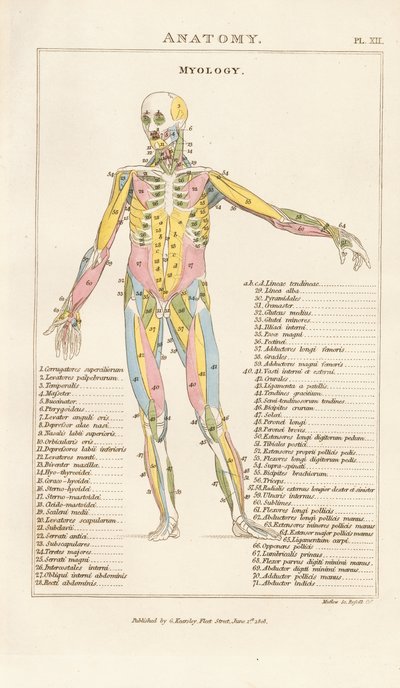Människokroppens muskulatur - Vy framifrån av Henry Mutlow