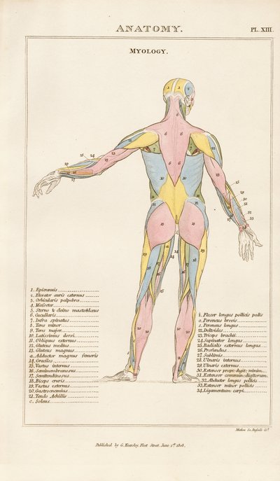 Människokroppens muskulatur - Vy bakifrån av Henry Mutlow