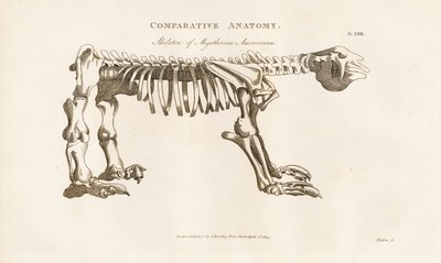 Skelett av Megatherium americanum av Henry Mutlow