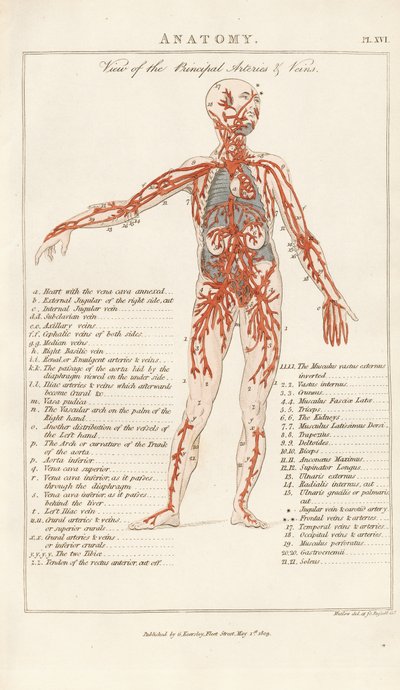 Vy över de viktigaste artärerna och venerna av Henry Mutlow