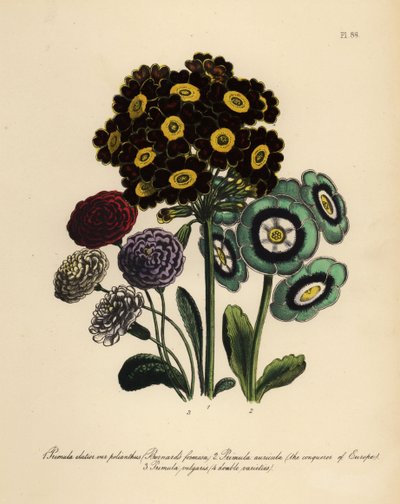 Burnards Formosa, Primula Elatior Polyanthus, Europas erövrare Auricula, Primula Auricula och Common Primrose (chromolito) av Henry Noel Humphreys