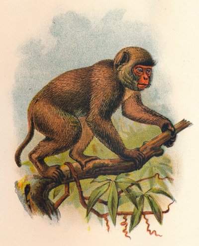 St. Johns Macaque, 1897 av Henry Ogg Forbes