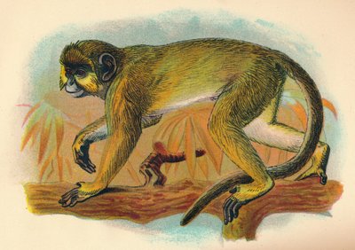 The Talapoin, 1897 av Henry Ogg Forbes
