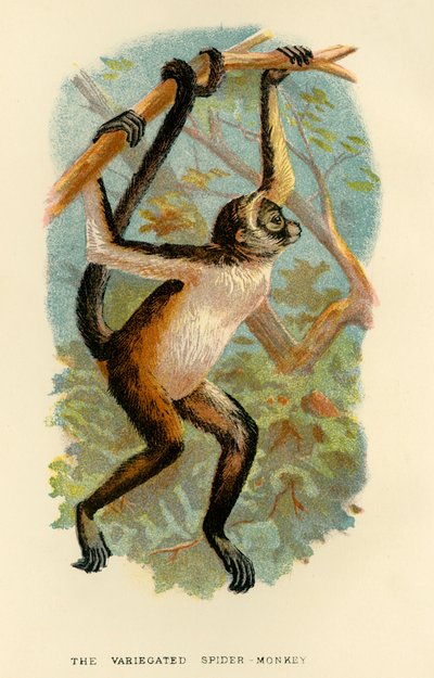 Den brokiga spindelapan, 1896 av Henry Ogg Forbes