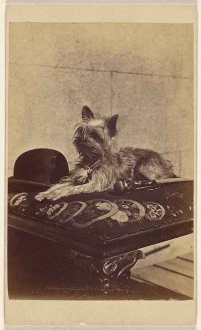 [Hund som ligger på en ottoman, bredvid en derbyhatt och en käpp] av Henry Pointer