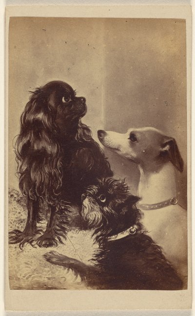 Floss, Daisy  Fairy; hundar av Barroness [sic] McClifford. Målad av Mrs Pointer. av Henry Pointer