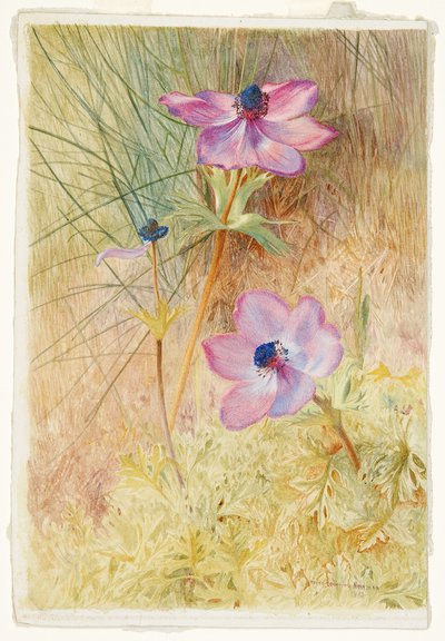 Florentinsk vild anemon av Henry Roderick Newman