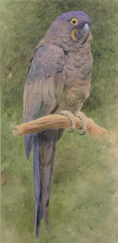 Hyacinth Macaw (wc förhöjd med vitt på papper) av Henry Stacey Marks