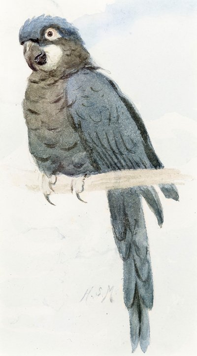 Hyacinth Macaw, ca 1890 av Henry Stacey Marks