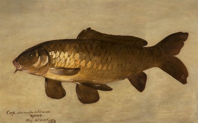 Karp, 1806 av Henry Thomson