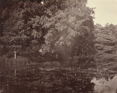 [Damm i park, Surrey] av Henry White