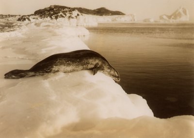 En brudsäl på väg att dyka vid West Beach, Cape Evans, Antarktis, 1911. av Herbert Ponting