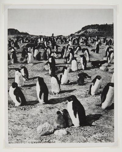 Adelie Penguins på Cape Royds (bromidtryck) av Herbert Ponting