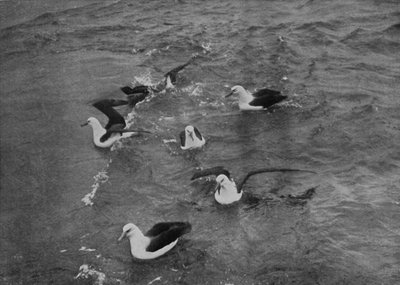 Albatrosser som söker föda i kölvattnet av Terra Nova, c19101913, 1913 av Herbert Ponting