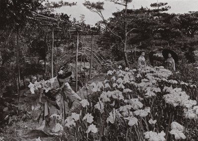 På Iris Garden på Hori-kiri (s/v foto) av Herbert Ponting