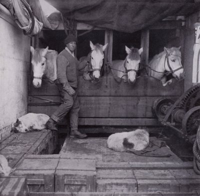 Kapten Oates med ponnyer och hundar till havs (s/v foto) av Herbert Ponting