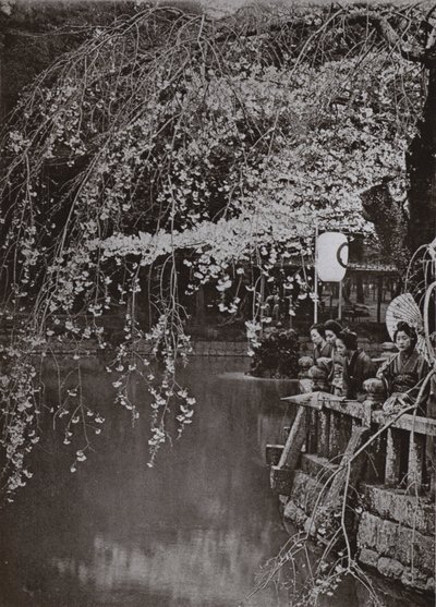 Cherry-Blossom Time i Japan (s/v foto) av Herbert Ponting
