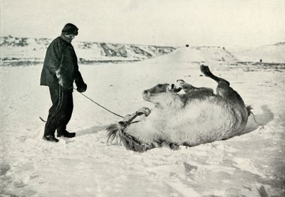 Cherry-Garrard ger sin ponny Michael A Roll in the Snow, c1911, 1913 av Herbert Ponting
