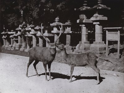 Deer, a Study at Nara (s/v foto) av Herbert Ponting