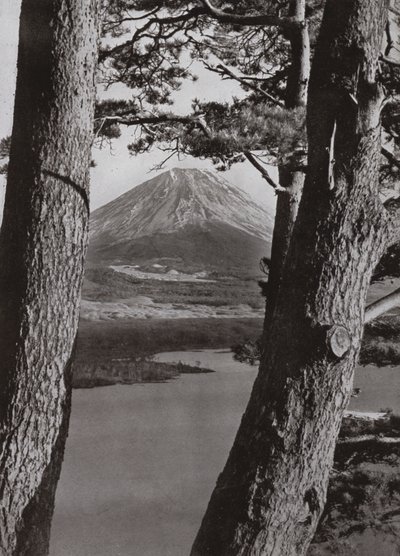 Fuji and the Pine Trees (s/v foto) av Herbert Ponting