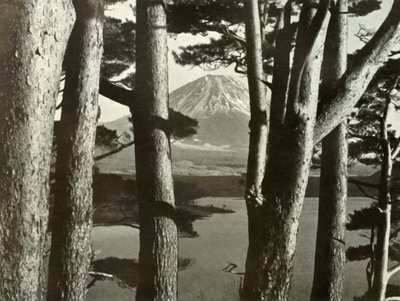 Fuji och tallarna, 1910. av Herbert Ponting