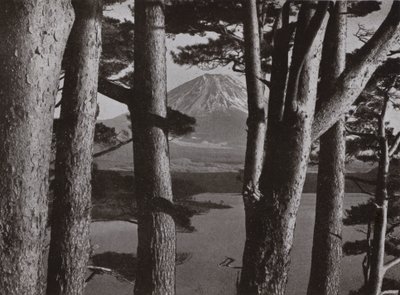 Fuji genom tallarna (s/v foto) av Herbert Ponting