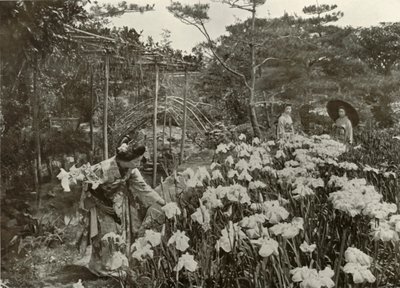 I en iristrädgård, 1910. av Herbert Ponting