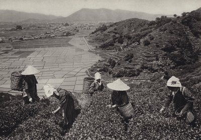 Japan på 1920-talet: Teskörd (s/v foto) av Herbert Ponting