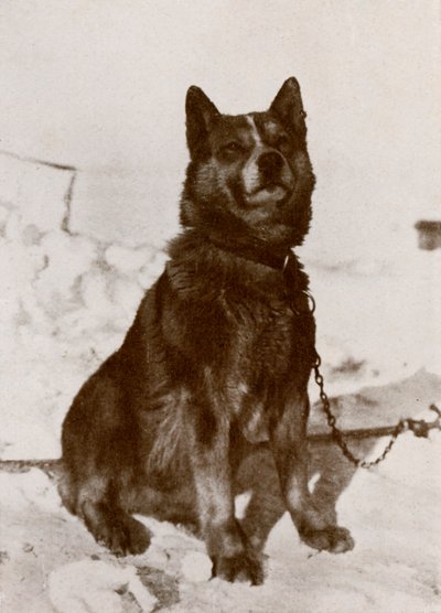 Krisravica, 19101913, 1913 av Herbert Ponting