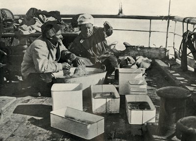 Lillie och Dr Levick sorterar en trålfångst, c19101913, 1913 av Herbert Ponting