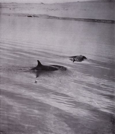 "På alla sidor späckhuggare" (s/v foto) av Herbert Ponting